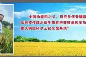赋予大米新功能-邓泗洲：何登骥水稻新品系
